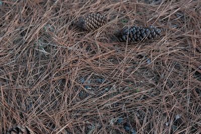 6 Smart Uses for Fallen Pine Needles Around Acid-Loving Plants