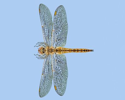 ‘Fearless and quietly astonishing’: the dragonfly that migrates further than any other insect