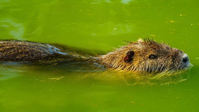 In 1985, a Colorado hairdresser began rescuing entire beaver families; she later relocated more than 1,000 to streams where their dams could help rebuild wetlands