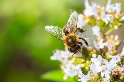 Are Keystone Plants More Valuable Than a Long Pollinator List?