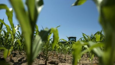 French farmers bracing for smallest corn harvest in 40 years