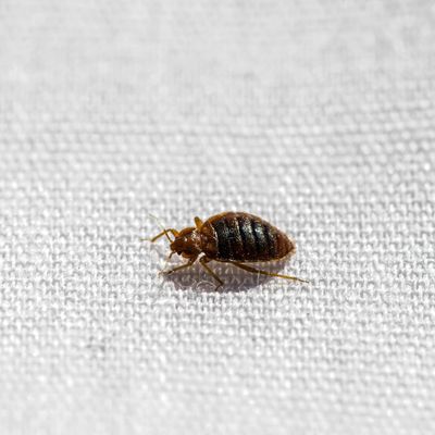 7 things to do to avoid bringing bed bugs back from holiday – this is how to prevent an 'unexpected infestation' in your home, according to experts