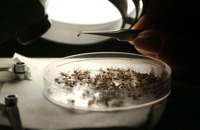 North Dakota Confirms First Human West Nile Case as Five Counties Report Positive Mosquitoes