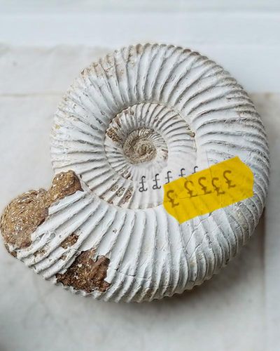 One of UK’s best fossil collections sold overseas in ‘loss to the nation’