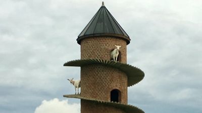 Inside Portugal’s 19th-century goat tower, where dwarf goats climb a spiral ramp to a three-storey home