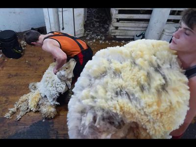 In the 1960s, New Zealand sheep farmers expanded wool production as the industry flourished. Years later, growing global demand for natural fibres and rising synthetic fabric costs produced an unexpected comeback, making wool profitable again after years of decline