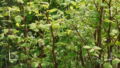 Don't make the mistake of assuming this common invasive plant has perished in the hot weather