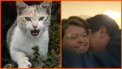 Couple celebrates after they learn the gender of their unborn baby. Then their housecat attacks: ‘Waiting for y’all moment of happiness’