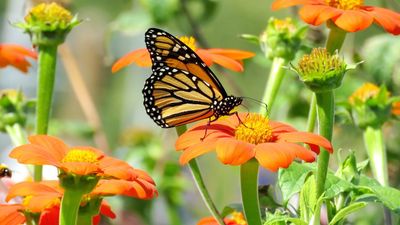 The One Flower Monarch Butterflies Depend on in Late Summer – Plant It Now for a Garden Full of Color and Wildlife