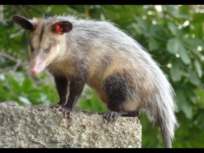 In 1998, scientists created the benchmark for documenting Honduras' mammals. Years later, an eight-year international study produced the country's most comprehensive wildlife inventory, confirming 227 native species and suggesting nearly 30 more remain undiscovered