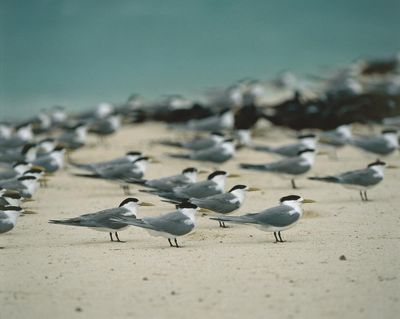 When bird flu hit the UK, suffering seabirds died in their thousands. Australia’s wild flocks will soon do the same