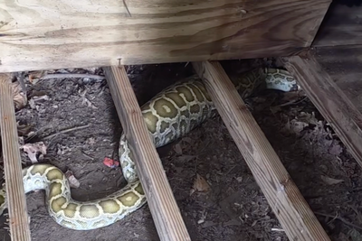 8-foot python found living under family’s shed — and X-rays discovered what it ate