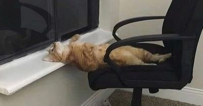 83 Photos Of Silly, Funny And Weird Animals That Might Lift Your Mood