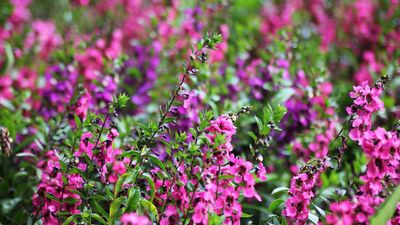 This Heat-Tolerant Plant Thrives in Pots, Gives Long-Lasting Color with No Fuss, and Hummingbirds Love it