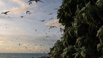 In 2024, Palau removed invasive rats from Ulong Island; one year later, fish biomass rose 183% and leaf nitrogen increased about 80% at one reef site