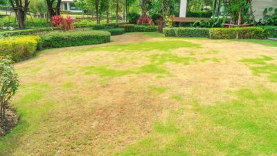 I asked a lawncare expert how to save my brown, dry lawn — these are the rules for August