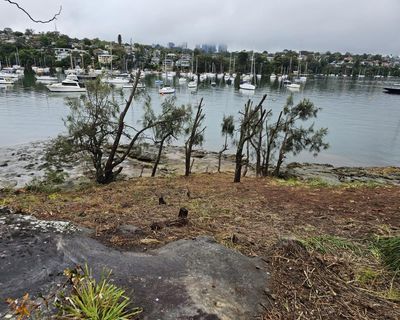 Sydney gardener fined almost $200,000 for removing 287 trees to improve harbourside mansion’s water views