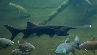 In 2007, North Dakota biologists tagged an 87-pound paddlefish; 18 years later, an angler caught the same fish weighing 98 pounds