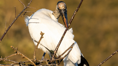 A Georgia biologist built artificial trees in a flooded pond; the wood stork colony expanded from 18 nests to a record 484
