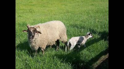 In 1933, Virginia islanders began leaving Hog Island after a devastating hurricane; abandoned sheep lived wild for decades and became a rare American breed
