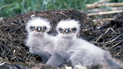 In 1976, a New York biologist began raising Alaskan Eagle chicks in artificial towers and 198 releases helped turn one breeding pair into hundreds