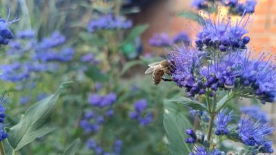 Plant This Drought-Tolerant Shrub for Vivid Color and Blooms That Pollinators Will Love in Late Summer