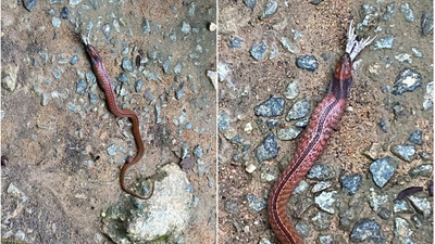 Singapore's unusual snake encounter sparks warning to keep away from venomous wildlife