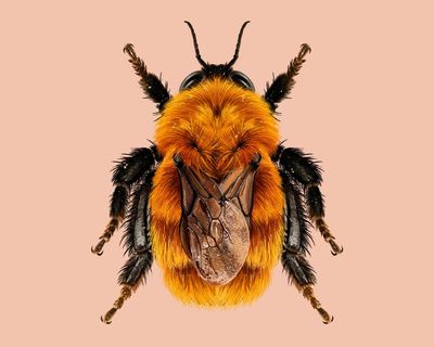 ‘Panda of the insect world’: the moscardón bumblebee creates buzz for invertebrate of the year