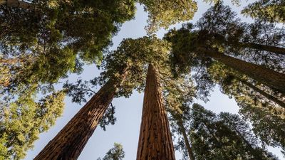 Scientists are deliberately setting fires to save California’s 3,000-year-old giant sequoias from being destroyed by megafires