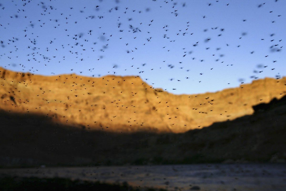 Photo: inkl.com US Mosquito Decline Sparks West Nile Concerns