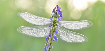 New research estimates around 20 million insect species on Earth — doubling those facing extinction
