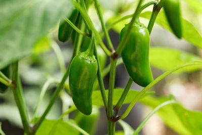 18 meat products recalled after link to jalapeno salmonella outbreak