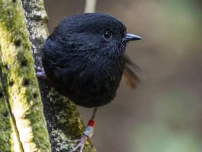 In 1981, only 5 black robins remained. Check how scientists used other species to save them from extinction