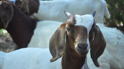 Universal Studios is using ‘goats’ to reduce the risk of wildfires that usually comes with the brutal Californian summers