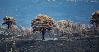 Leading environmentalist calls for anger at wildfire to fuel action on climate