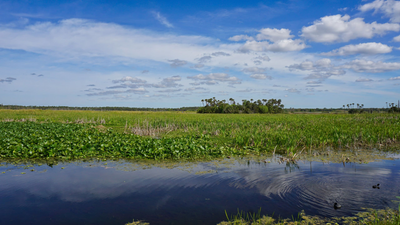 In 1987, Orlando put 1,200 acres of constructed wetlands to work cleaning reclaimed water; the system now polishes about 5.11 billion gallons a year