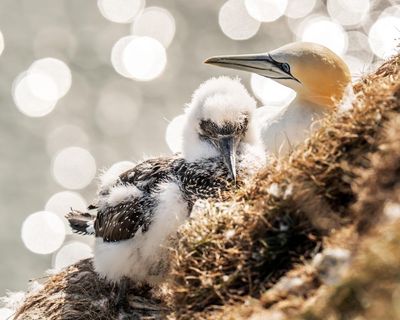 Let local communities be the stewards of their own wildlife