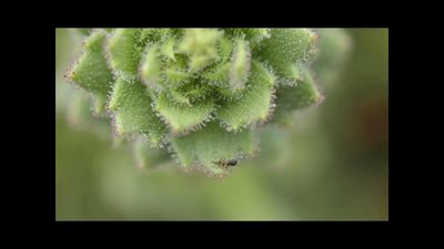 In 1875, Charles Darwin first suggested two plant species might be carnivorous, new study finds unique flower matches legendary naturalists' hypothesis. Check how does it catch insects