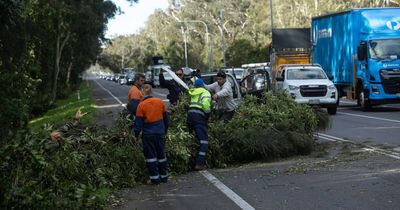 Motorists rally to clear fallen tree from road in windy weather