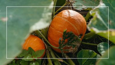 Growing your own pumpkins this year? Garden experts say you must do this one job now to achieve an even bigger harvest