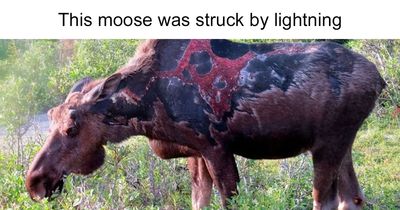 56 Posts That Show Something That Reached “Boss Level” (New Pics)