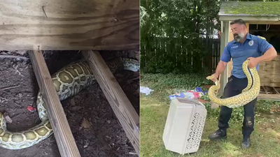 8-foot Burmese python found under a New Jersey family’s shed with a swollen belly, X-ray reveals its shocking last meal