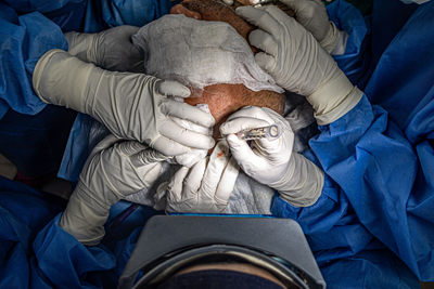 Not All Heroes Wear Capes, Some Wear Gowns: Surgeons Shield Patient as 7.1 Kumamoto Earthquake Strikes Mid-Surgery