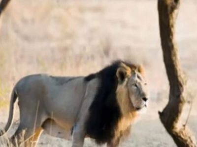 India's Asiatic lion population rises from 523 to 891: Bhupender Yadav