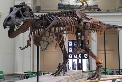 $50M T. Rex Sale Fuels Global Fossil Black Market: Scientists Warn Priceless History Is Vanishing