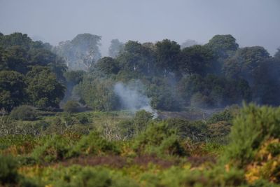 ‘Devastating’ fire on internationally protected heathland after vehicle blaze