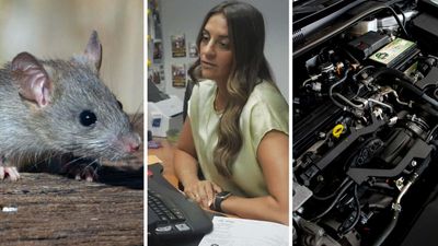 Mouse Causes $3,200 In Damage To Car. Honda's Design Might Be At Fault: 'Warranty Won't Pay'