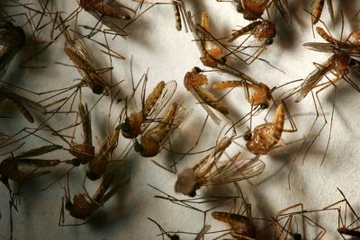 West Nile Cases Climb to 143 Nationally as CDC Data Show the Season Entering Its Peak Weeks