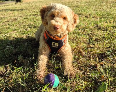 The pet I’ll never forget: Boone the neglected puppy, rescued alongside 250 others