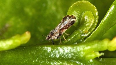 Insect smaller than a grain of rice is destroying Florida’s orange industry by spreading a deadly disease